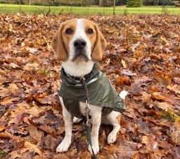 Henry im Herbst Beagle Henry sitzt im Herbstlaub und trägt einen grünen Hundemantel.
