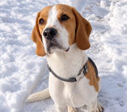 Henry im Schnee Beagle Henry sitzt im Schnee und blickt in die Kamera.